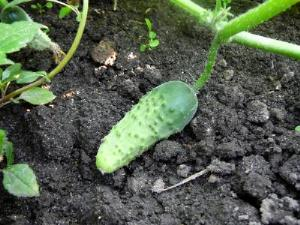 Растительность на черноземе